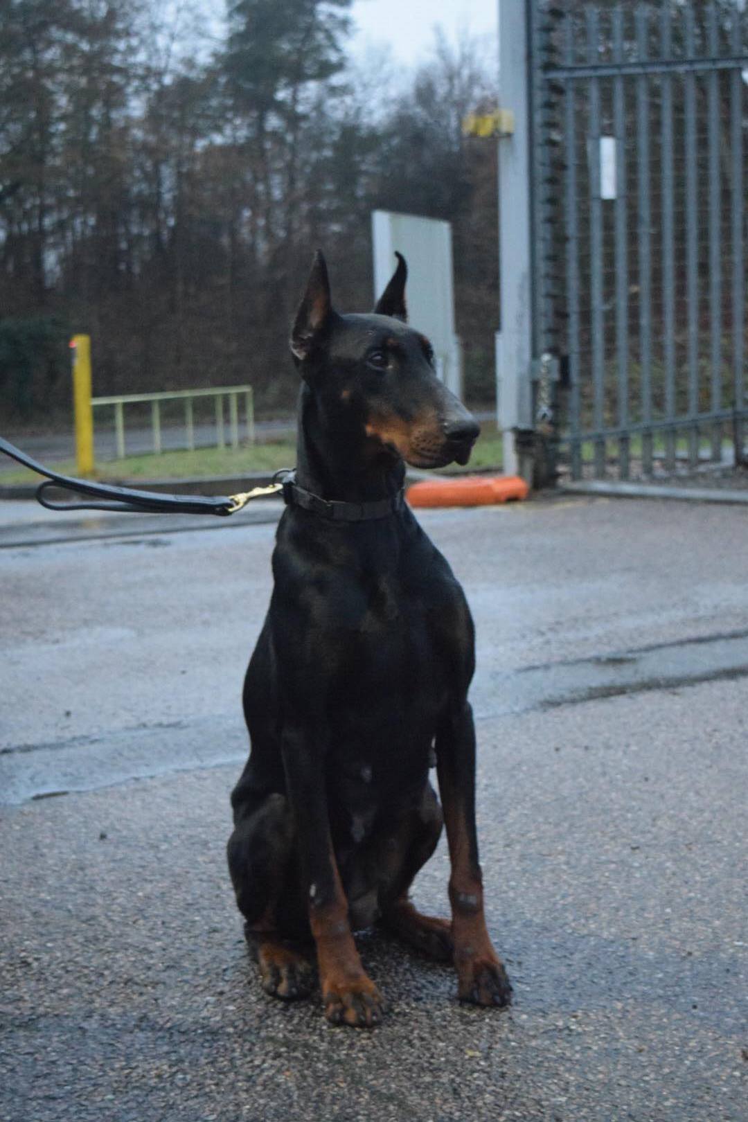 Dogs For Sale London