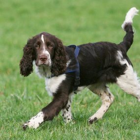 springer_spaniel